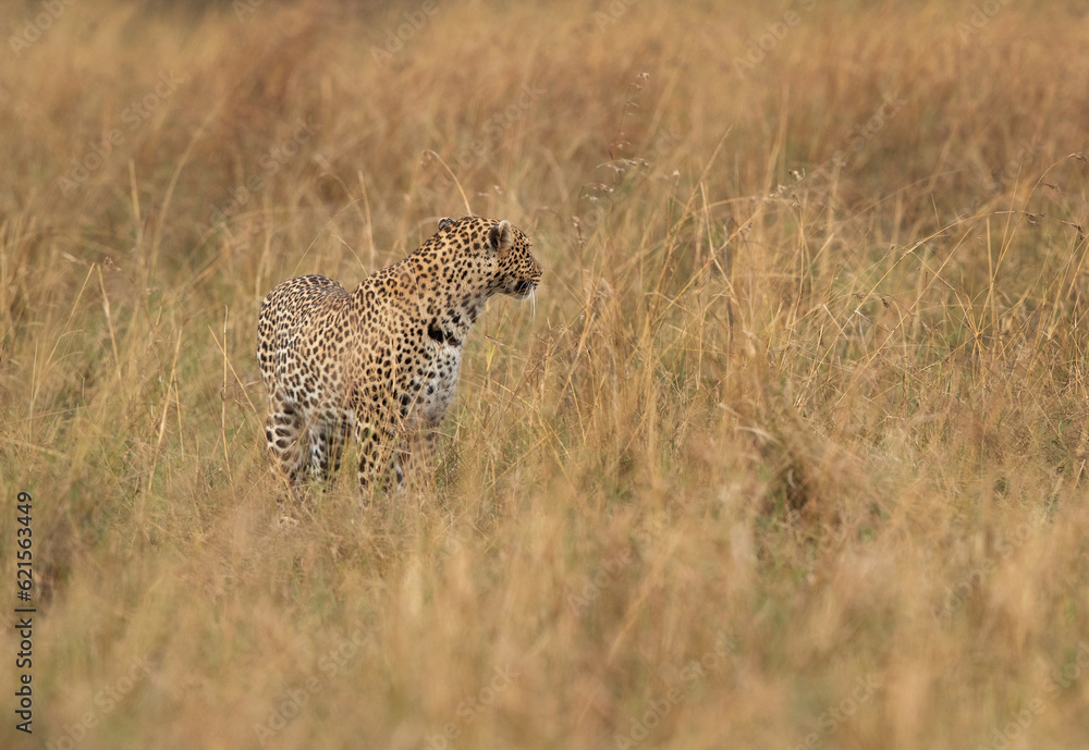 Leopard in the grassland of Masai Mara, Kenya Leopard in the grassland of Masai Mara, Kenya