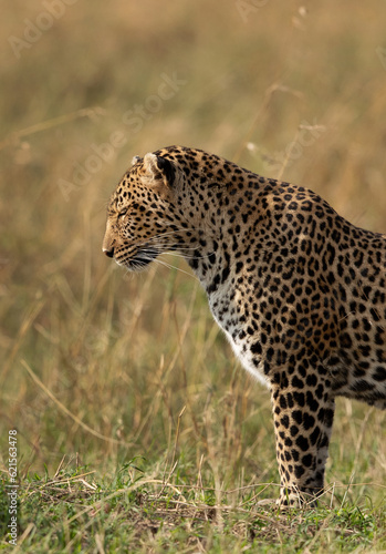 Closeup of a leopard in the grassland of Masai Mara, Kenya