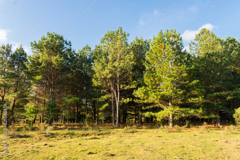 Pine tree plantation at the Parque Natural Municipal da Ronda (Ronda Municipal Natural Park) in Sao Francisco de Paula, South of Brazil Pine tree plantation at the Parque Natural Municipal da Ronda (Ronda Municipal Natural Park) in Sao Francisco de Paula, South of Brazil