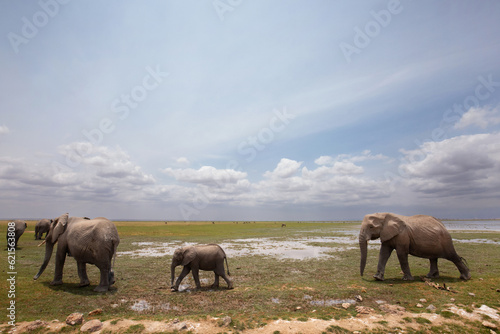 A wide angle view of elephants walking in Amboseli national park in cloudy weather  Kenya