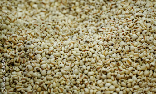 Seeds of white Job's tears ( Adlay millet or pearl millet )A healthy diet whole grains,close-up