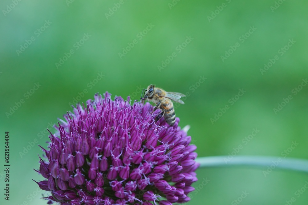 Eine Honigbiene sitzt auf der lila Blüte eines Allium