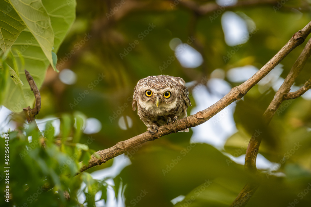 spotted owlet (athene brama) spotted owlet (athene brama)