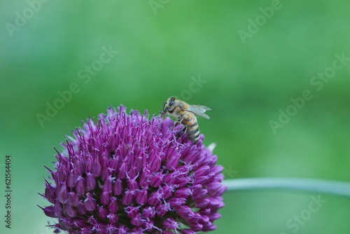 Obraz na płótnie Eine Honigbiene sitzt auf der lila Blüte eines Allium w salonie