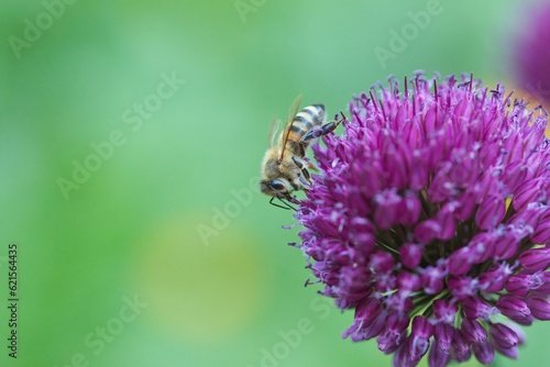 Eine Honigbiene sitzt auf der lila Blüte eines Allium