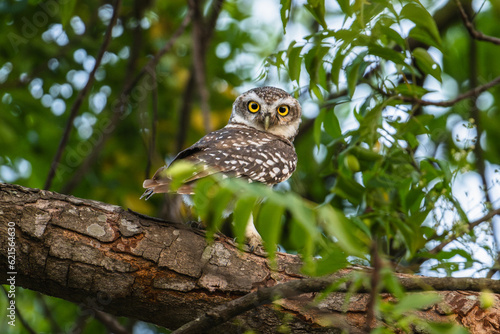 spotted owlet (athene brama) © Stallonechris