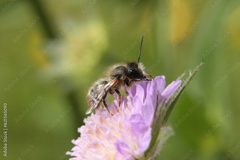 Osmie rousse commune (osmia bicornis) Osmie rousse commune (osmia bicornis)