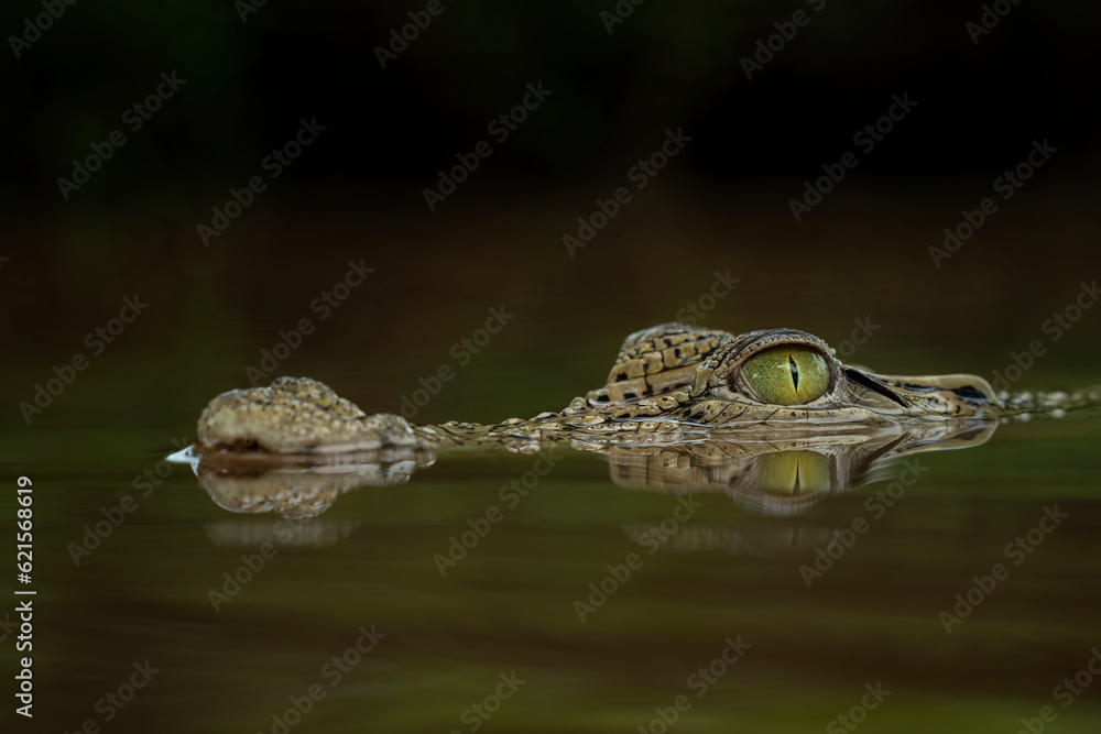 The Saltwater Crocodile (Crocodylus porosus) is the earth’s largest living crocodilian. The Saltwater Crocodile (Crocodylus porosus) is the earth’s largest living crocodilian.