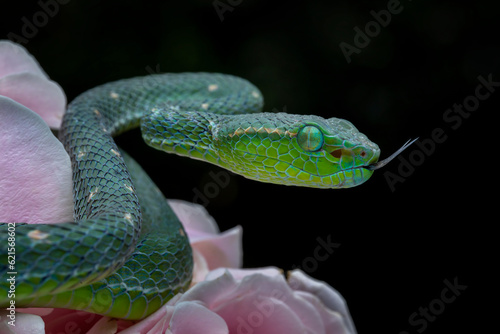 The Hagen's Pit Viper - Trimeresurus hageni, is a species of pit viper, a venomous snake, in the subfamily Crotalinae of the family Viperidae. The species is endemic to Southeast Asia.