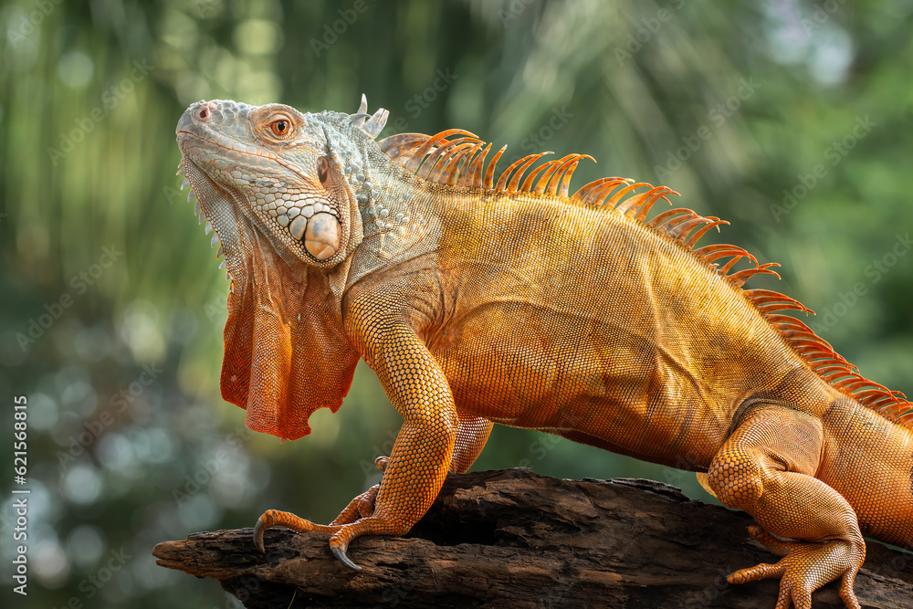 Fototapeta premium Red Iguana on bokeh background.