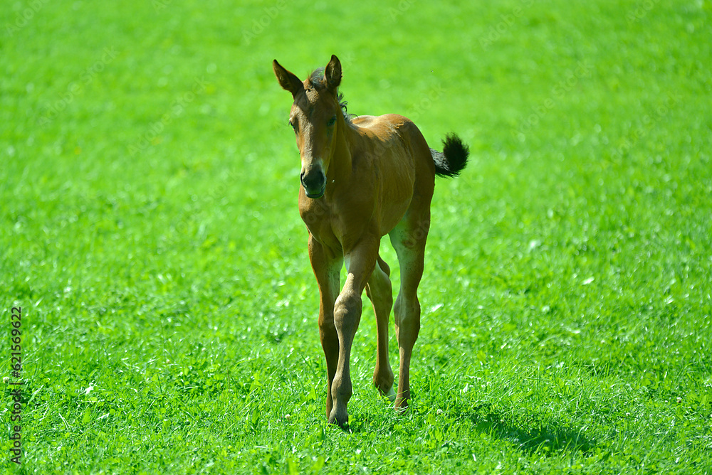 Pferde auf der Weide im Sommerlicht Pferde auf der Weide im Sommerlicht