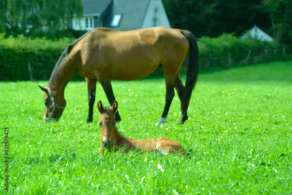junges Fohlen sitzt bei der Mutter auf der Wiese junges Fohlen sitzt bei der Mutter auf der Wiese