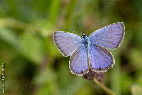 A blue butterfly, probably in the subfamily Polyommatinae, in Sarasota, Florida © Hayley Rutger