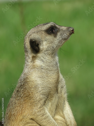 Portret surykatki szarej na straży / Meekat