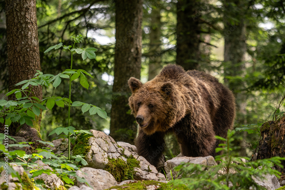 Brown Bear - Ursus arctos large popular mammal from European forests and mountains, Slovenia, Europe.