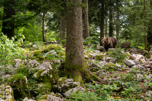 Canvas Print Brown Bear - Ursus arctos large popular mammal from European forests and mountains, Slovenia, Europe