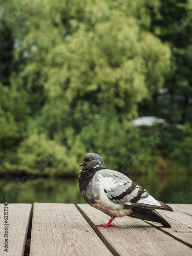 Pigeon on the embankment in the green park
