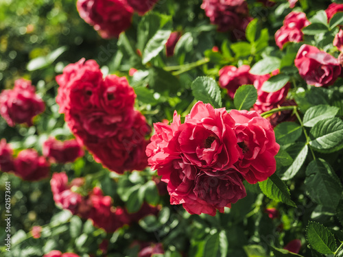 Branch of pink garden roses close-up