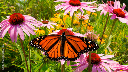 Beautiful Monarch Butterfly pollinating pink coneflowers with garden background