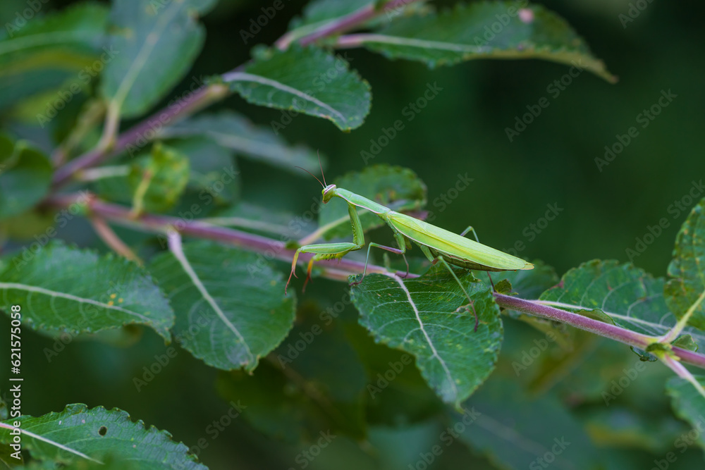 Mantis - Mantis religiosa green animal sitting on a blade of grass in a meadow. Mantis - Mantis religiosa green animal sitting on a blade of grass in a meadow.
