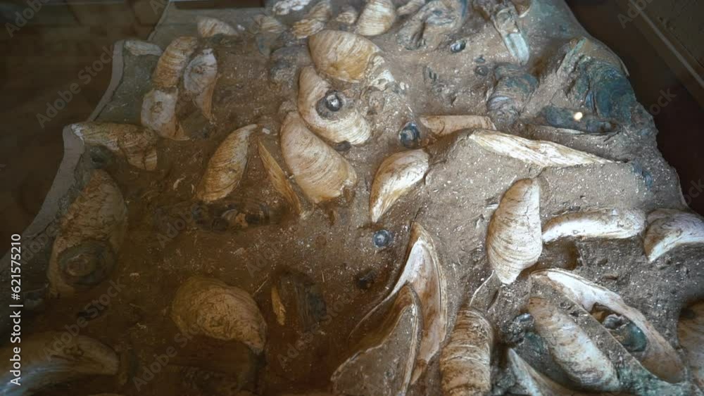 A closeup of old fossil rocks display in a museum. High quality FullHD footage A closeup of old fossil rocks display in a museum. High quality FullHD footage