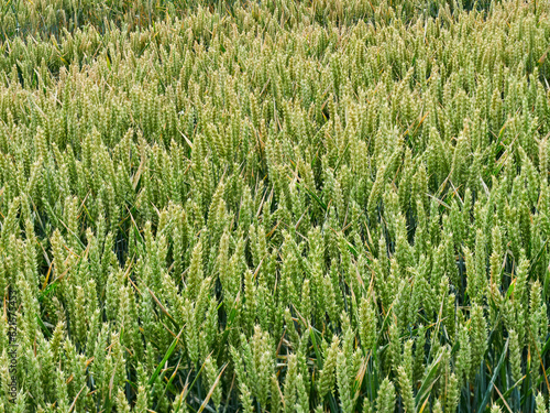 A field of ripening wheat. Ears of wheat