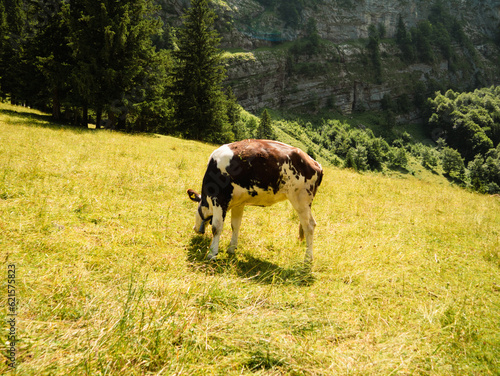 Swiss Mountains Säntis Appenzell wanderpath Rockformations Cows photo