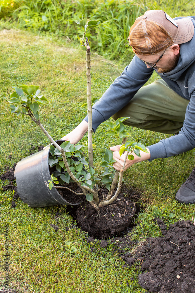 Fototapeta premium Landscaping of the territory. Caring for the environment. Planting plants. work in the garden. Tree transplant. Plant cultivation.