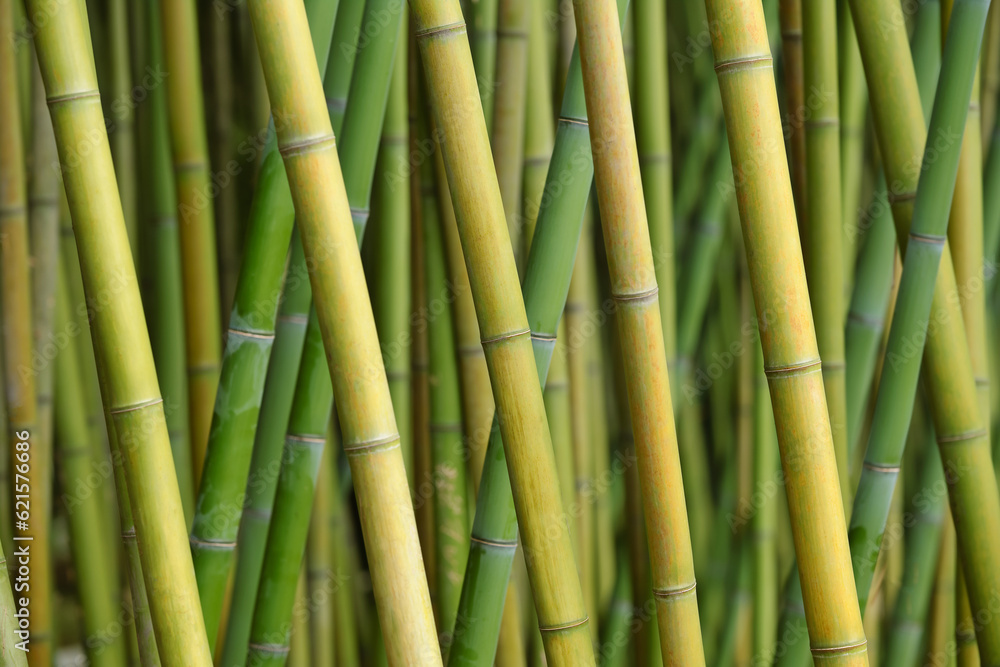 Fototapeta premium Natural green bamboo texture background. Diagonal bamboo trunks.