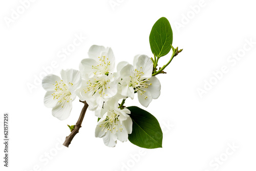 White flowers of tree on white
