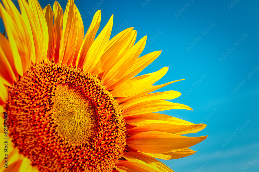 Naklejka premium Sunflower on Blue Background - - Blooming - Field - Beautiful - Sunset - Cloudy - Blue - Sky - Sunshine - Background - Flower - Golden - Countryside - Sunlight - Ecology - Bio