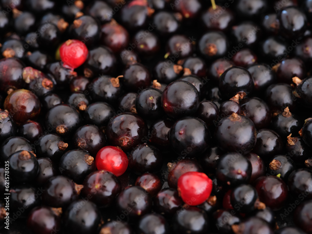 Background of organic black and red currants Background of organic black and red currants