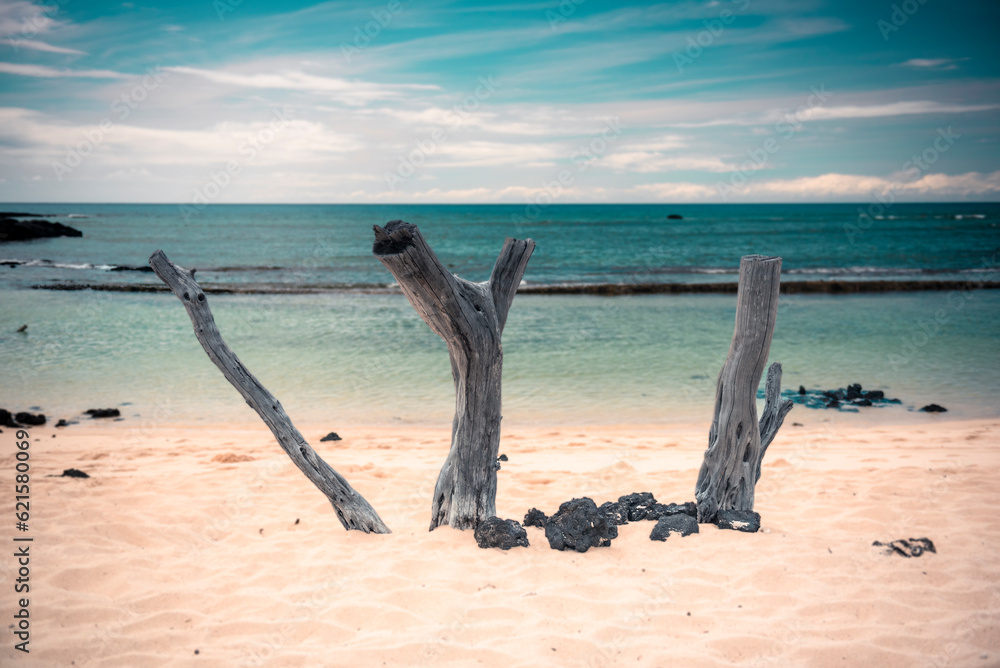 Dead trees on a hawaiian sand beach