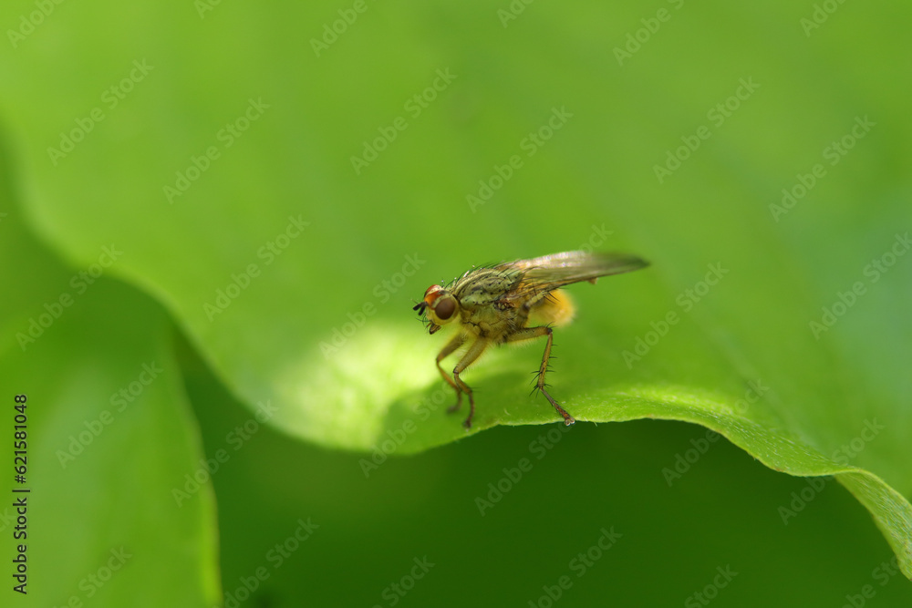 Scatophage du fumier (Scathophaga stercoraria) Scatophage du fumier (Scathophaga stercoraria)