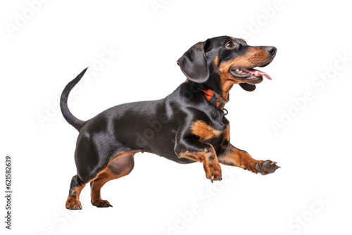 A playful dog with its tail in the air against a crisp white transparent background.  Generative AI