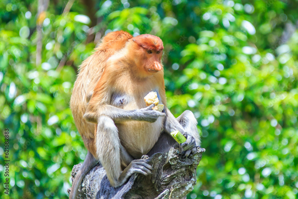 Fototapeta premium proboscis monkey or nasalis larvatus