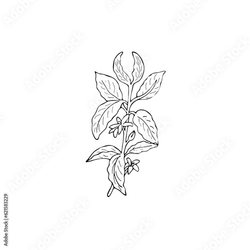 hand-drawn coffee branch sketch. Coffee tree branch with leaves and flowers. Hand drawn vector illustration on white background