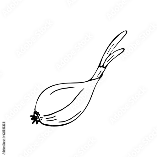 Hand-drawn garlic clove vector illustration on white