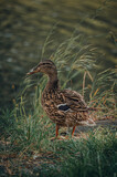 wild duck posing for photo