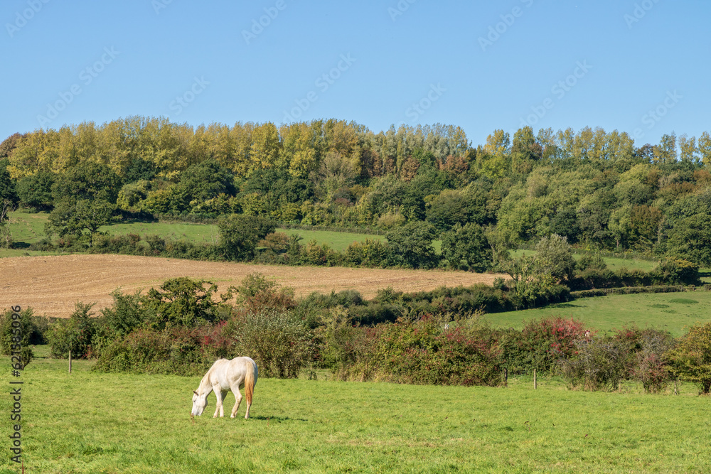 Cheval blanc au pré dans la campagne près de Belle-et-Houllefort Cheval blanc au pré dans la campagne près de Belle-et-Houllefort