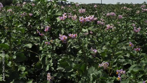 Wallpaper Mural Close-up of blooming potato field, purple potato flowers swing in wind Torontodigital.ca