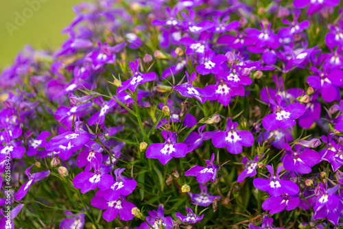 Fototapeta Naklejka Na Ścianę i Meble -  The magic of blue flowers in the summer garden.