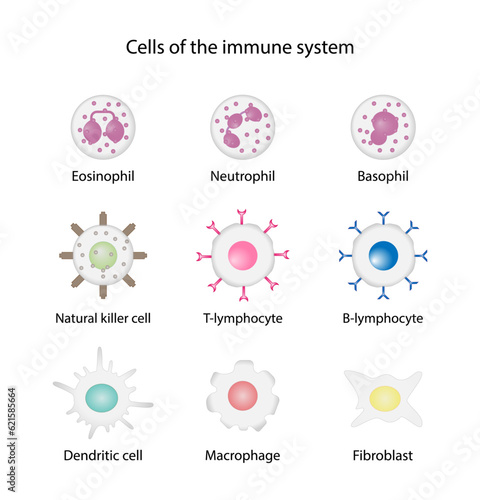 Cells of the innate and adaptive immune system, Hematopoiesis cell type scheme, stem cell, B and T lymphocytes, Basophil, neutrophil, eosinophil, monocyte, dendritic cell, macrophage and plasma cells.