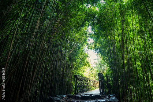 Fototapeta Naklejka Na Ścianę i Meble -  Bamboo forest on the Pipiwai trail in Haleakala national park