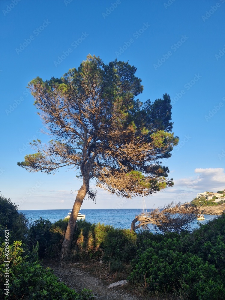 Baum zwischen Licht und Schatten an der Küste Mallorcas