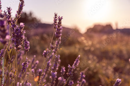 Lavender flowers fields on the Hvar Island in Croatia. Sunset in lavender field.