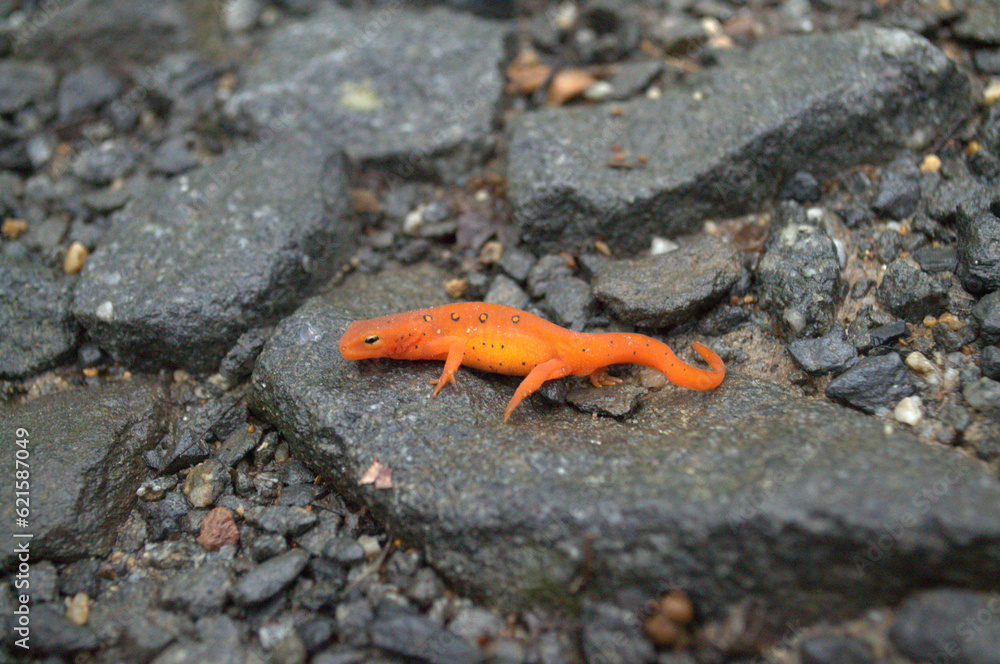 Salamander on the Rocks Salamander on the Rocks