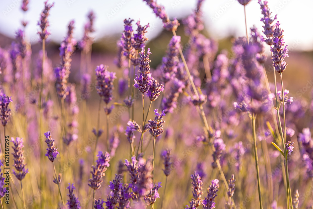 Obraz premium Lavender flowers fields on the Hvar Island in Croatia. Sunset in lavender field.
