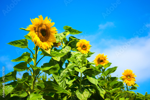 Large Yellow Sunflower against a deep blue sky