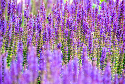 purple lavender flower field under the sun inside garden